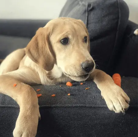 golden labrador