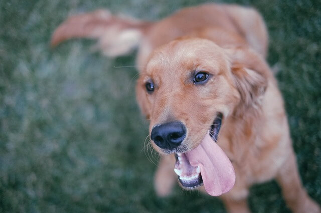 golden playing outside