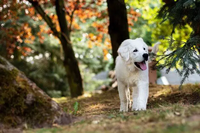 golden puppy