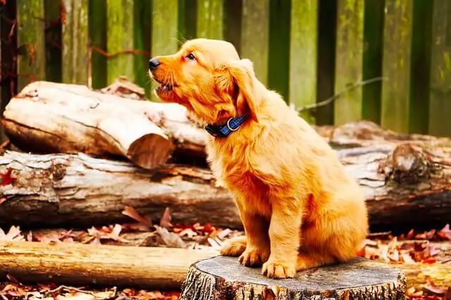 golden puppy barking