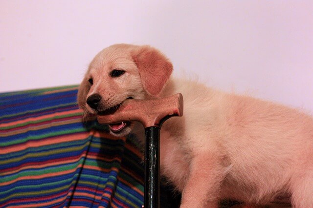 golden puppy biting a cane