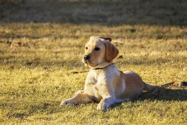 golden puppy in park