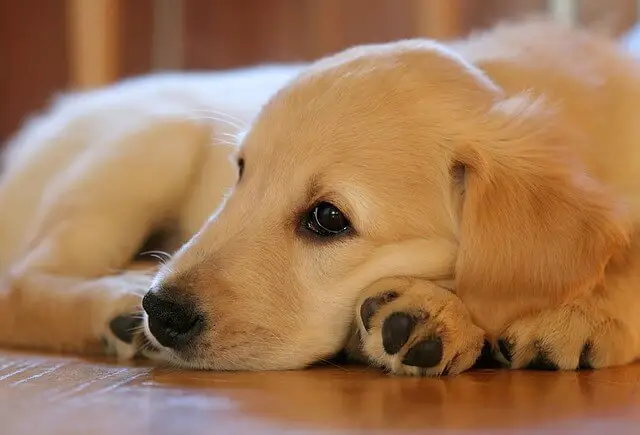 golden puppy laying