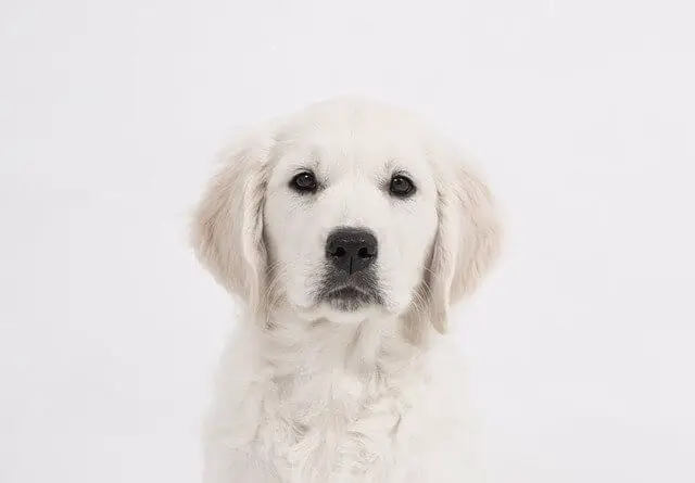 golden puppy on white