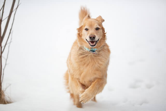 golden retriever