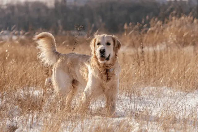 Golden Retriever