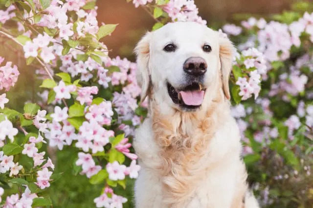 Golden Retriever