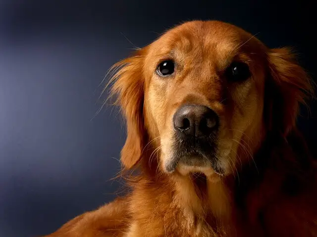 golden retriever adult