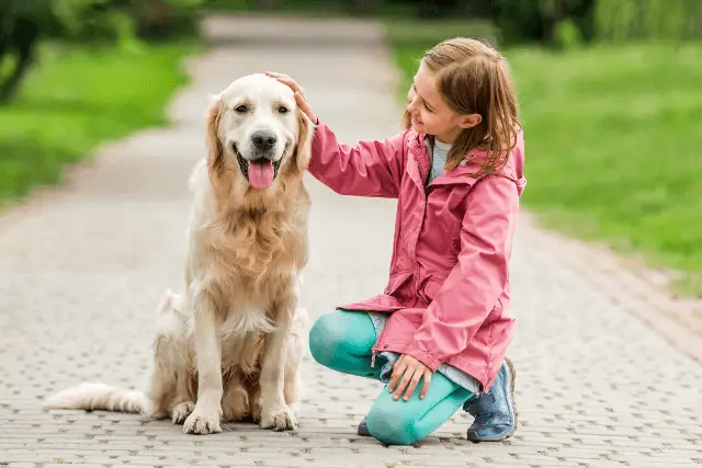 Golden Retriever