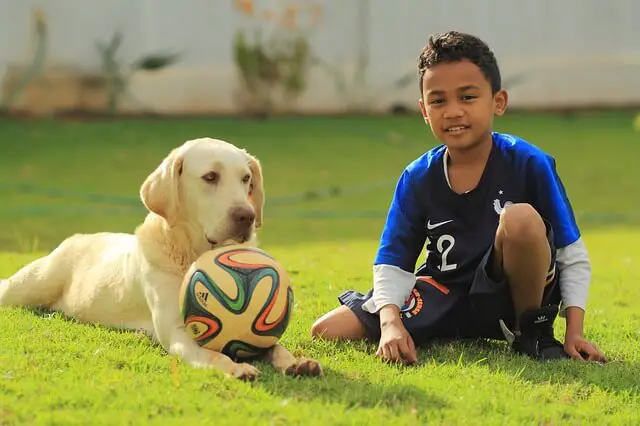 golden retriever and kid