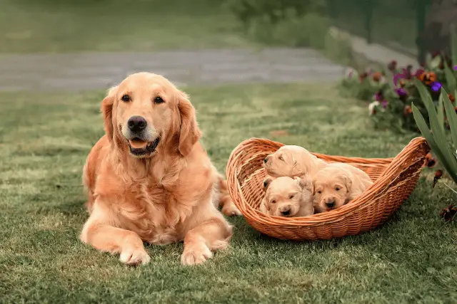 Golden Retriever and puppies