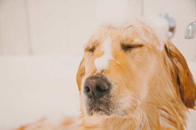 golden retriever bañándose