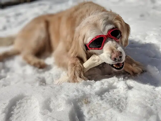 golden-retriever chewing rawhide