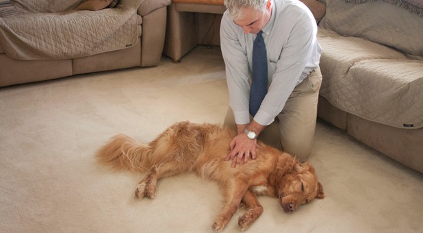 golden retriever cpr