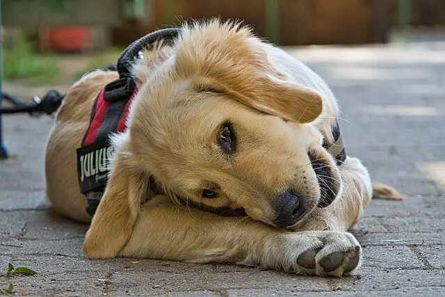 golden retriever eating