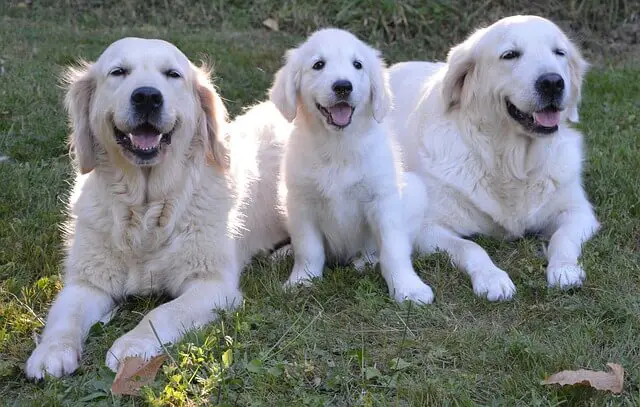 golden retriever english cream family