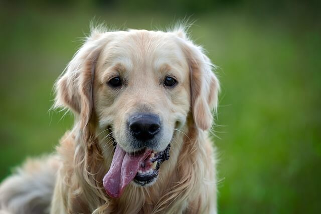 golden retriever from front