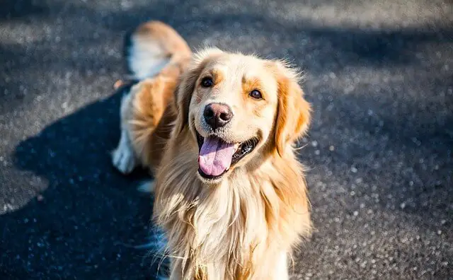 golden-retriever happy