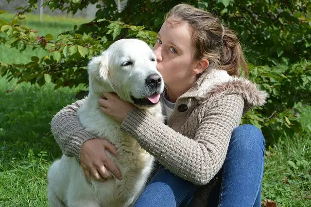 golden retriever hug