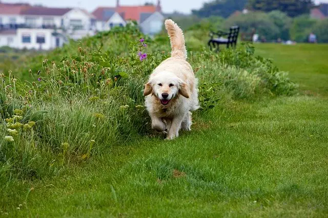 golden-retriever in park