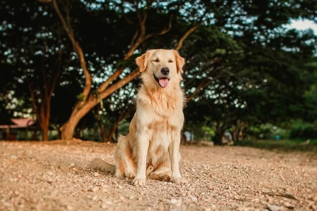 golden retriever