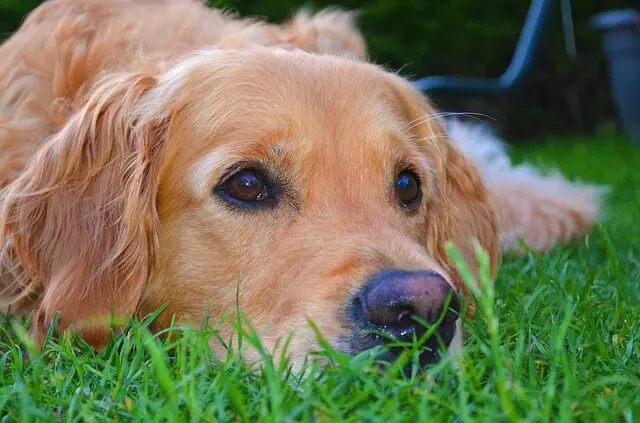 golden retriever laying on grass