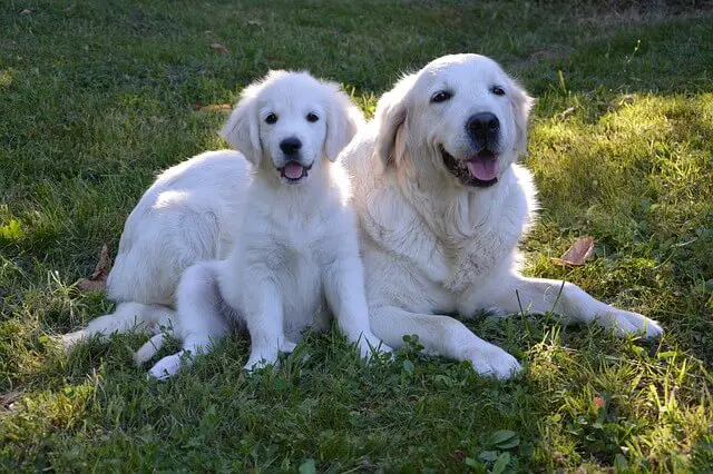golden retriever mom and puppy