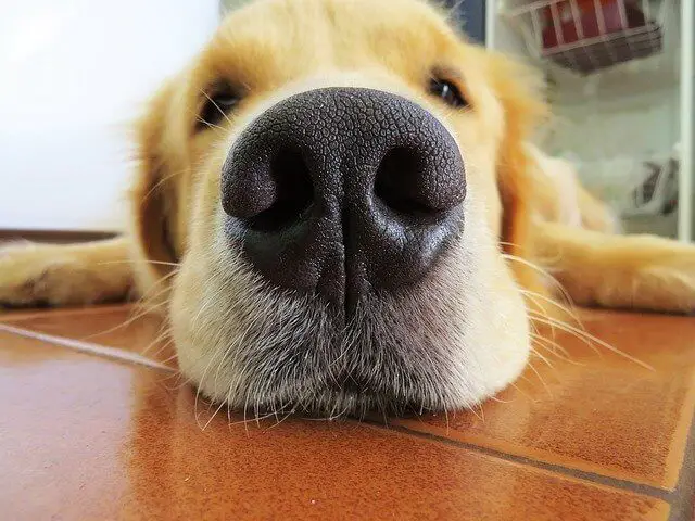 golden retriever nose