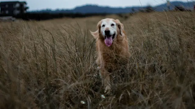 golden retriever old in meadow