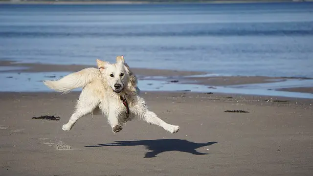 golden retriever on a beach