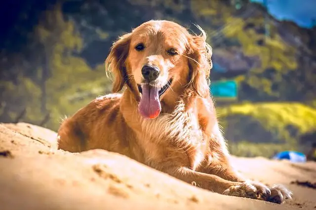 golden retriever en la playa