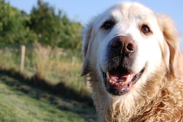 golden retriever profile