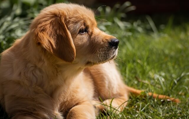 cucciolo di golden retriever