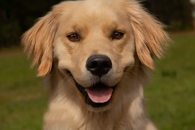 golden-retriever puppy