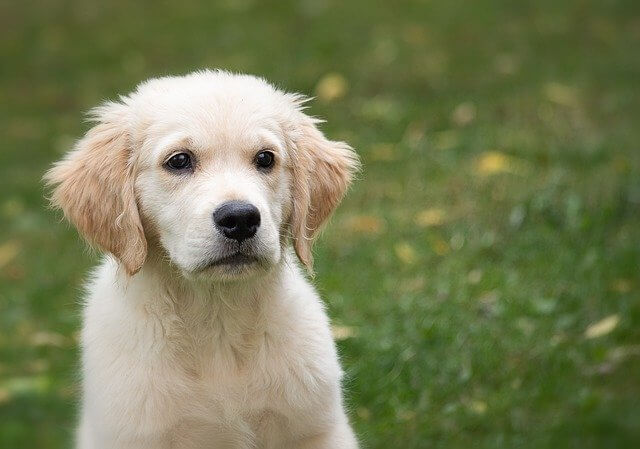 golden retriever puppy