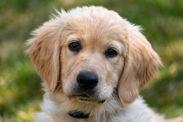 golden-retriever puppy outside