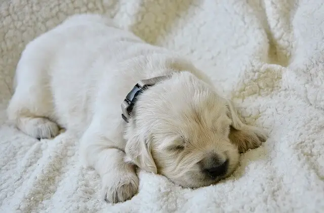 golden-retriever-puppy