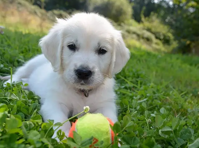 golden retriever puppy with ball