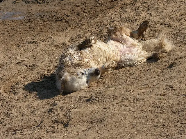 golden-retriever rolling