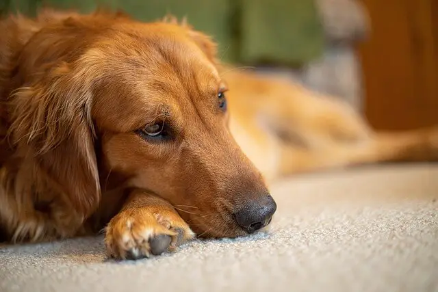 golden-retriever senior laying