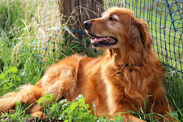 golden-retriever senior