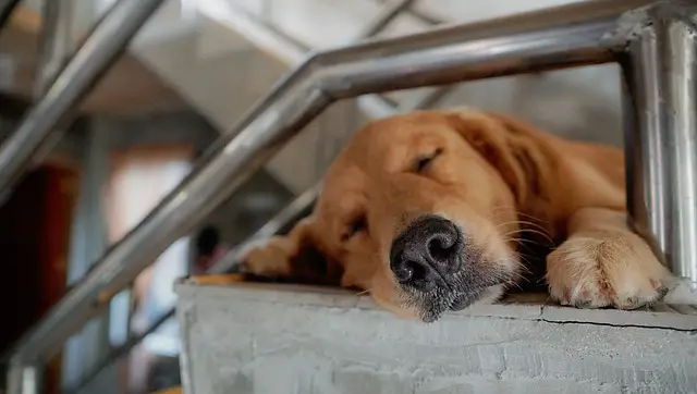 golden-retriever sleeping on stairs