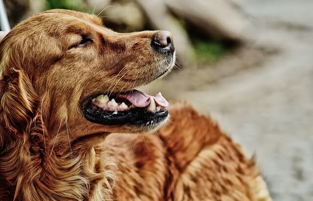 golden retriever