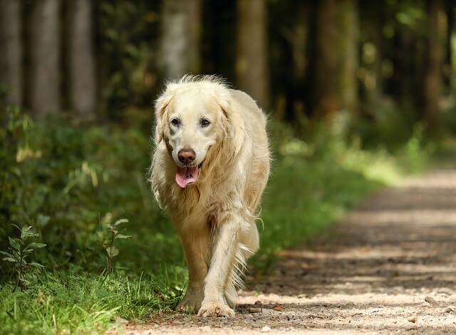 golden-retriever walking