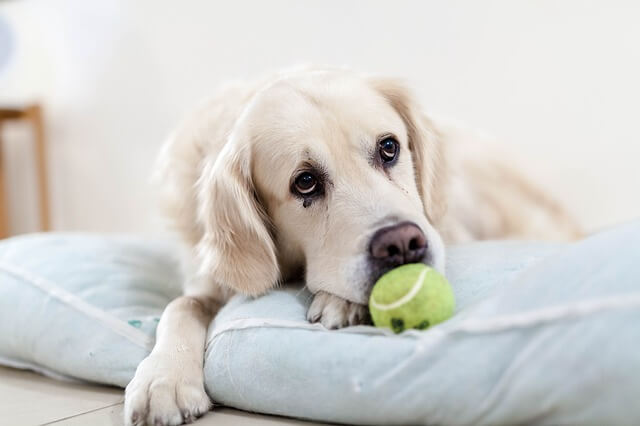 golden retriever with a ball