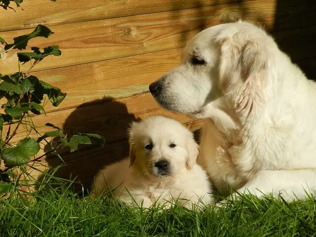 golden-retriever with a puppy