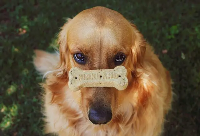 golden-retriever with a treat