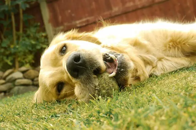 golden retriever with ball