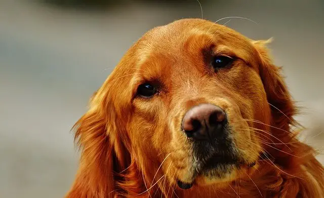 golden-retriever with diarrhea