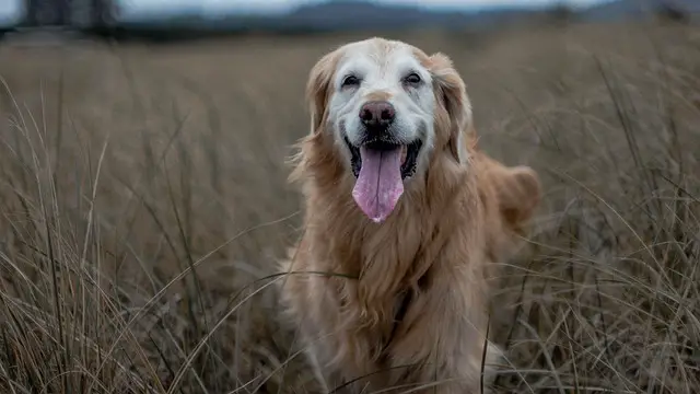 golden-retriever with tongue out